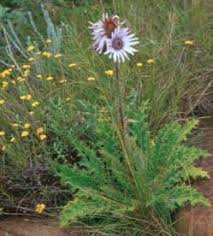 Image result for Berkheya speciosa