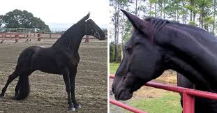 A texas/national gaited horse experience. 6 Facts About The Tennessee Walking Horse