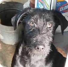 Maybe you would like to learn more about one of these? Columbus Oh Labrador Retriever Meet Major A Pet For Adoption