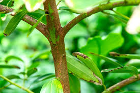 Image result for Cinnamomum verum