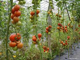 Why do you want to know how many tomatoes per plant? I Started With Sh 5 000 And Became A Millionaire From Farming Tomatoes
