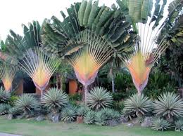 Ravenala Madagascariensis Travelers Palm Vs Bird Of Paradise Ravenala Madagascariensis Commonly Known As Traveller S Tree Or Traveller S Palm Is A S Plantas Ornamentais Para Jardim Belos Jardins Jardinagem E Paisagismo