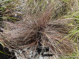 Image result for Schoenus