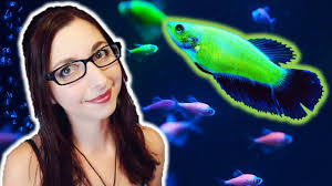 Glofish Betta Care Guide Glofish Care Guide Series Ep 6 Betta Splendens Youtube