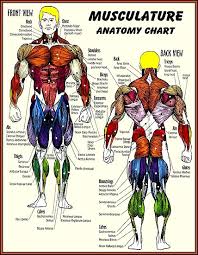 Savesave muscle chart anatomy.pdf for later. Workout Anatomy Chart Bunce