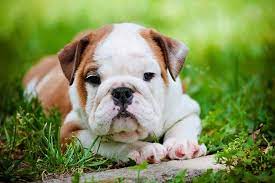 Why we are the best? Bulldog Puppy Training Timeline What To Expect And When To Expect It American Kennel Club