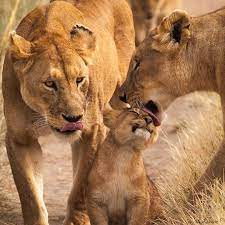 Definitely Loved By Ali Khataw Animals Beautiful Animals Animal Planet