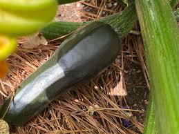 Place the zucchini mixture into a large stockpot and add the turmeric, cumin, garlic powder, black pepper, chili peppers, mustard seeds, brown sugar, vinegar, and tomatoes. Remedies For Zucchini Problems Ediblegardens52