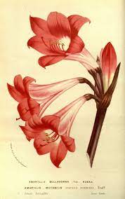 Pin De Mya Johnson Em Wedding Decoration Ilustracao Botanica Illustration Ilustracao