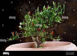 Mini Chili Bonsai Chili Stock Photo Alamy