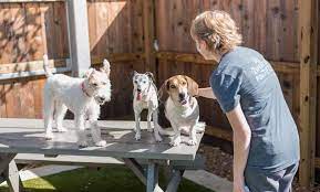 The new space will be located close to 3550 lakeland highland rd. Expert Veterinary Care In Lakeland The Pet Hospitals