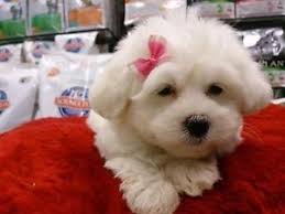 Tea Cup Maltese Terrier Yavrulari Tea Cup Maltese Terrier Yavrulari Kopek Kopekseverler Kopeksahiplendirme Kopekya Evcil Hayvanlar Alerjiler Ve Tintin