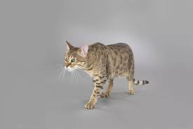 Other breeds have long bodies but short tails. The Best Cat Breeds With The Longest Lifespans