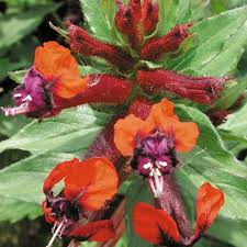 Maybe you would like to learn more about one of these? Flamenco Samba Cuphea Llavea Proven Winners