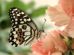 Im schmetterlinghaus können sie das ganze jahr über rund 500 frei lebende und fliegende schmetterlinge bewundern. Schmetterlingshaus Jonsdorf Tropenhaus Reptilienhaus
