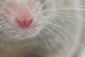 Mouse Nose Animal Noses Nose Mouse