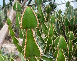 Image result for Euphorbia cooperi