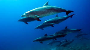 See full list on whalewatchingazores.com Bbc Earth Cute And Cuddly Dolphins Are Secretly Murderers