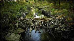 Check spelling or type a new query. Return Of The Once Rare Beaver Not In My Yard The New York Times