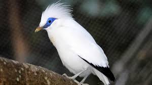 Find & download free graphic resources for starling bird. Volunteer And Travel Bali Must Know Before You Go