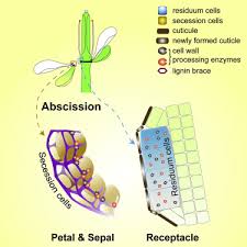 Jul 04, 2020 · plant cell diagram. A Lignin Molecular Brace Controls Precision Processing Of Cell Walls Critical For Surface Integrity In Arabidopsis Sciencedirect