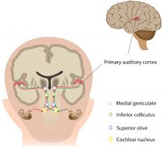 The Auditory Pathway Structures Of The Ear Auditory