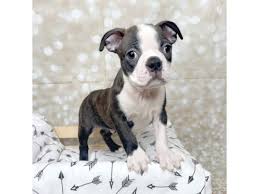 Image result for boston terrier