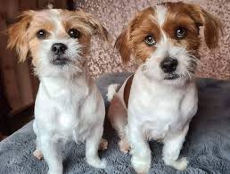 Check spelling or type a new query. All The Things You Should Know About The Shih Tzu Mixes K9 Web