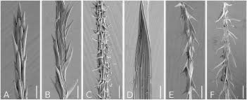 Image result for Lipocarpha monostachya
