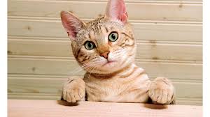 The cost of treating a cat's broken leg depends on the severity of the fracture and the vet you go to. Strains Sprains And Pulled Muscles In Kittens Healthy Paws