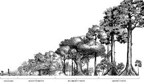 Image result for Trema sp A