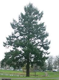 We did not find results for: Douglas Fir