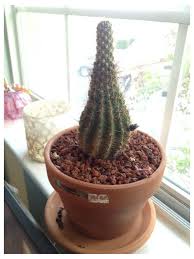 I usually sprinkle them with water on occasion to try to keep them from shriveling up too much. Save My Skinny Cactus