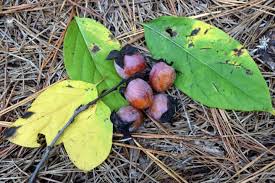 Image result for Disperis virginalis