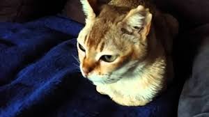Zufällig gezüchtete katzen weisen eine höhere genetische gesamtvielfalt auf als reinrassige katzen. Singapura Katze Youtube