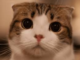 Hamilelikte Kedi Beslemek Hamilelik Com Tr