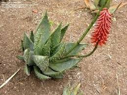 Image result for Aloe aculeata × ortholopha