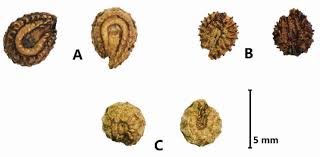 Image result for Cissampelos mucronata