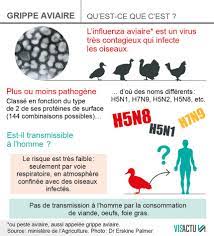 Souche à l'origine faiblement pathogène. Grippe Aviaire Dans Les Landes Ce Qu Il Faut Savoir