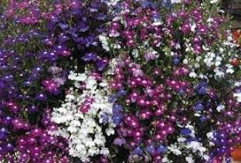 Image result for lobelia combine composition