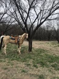 My beautiful, buckskin tobiano, paint horse, erasers are perfect for horse lovers, and anyone, who love the paint horse breed. Buckskin Horses Paint Horses For Sale Horseclicks