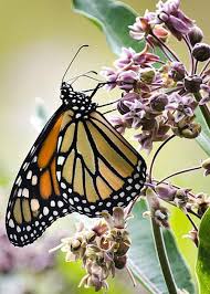 Monarch Butterfly On Milkweed Greeting Card For Sale By Christina Rollo Monarch Butterfly Butterfly Chrysalis Milkweed