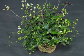 Image result for Gibasis