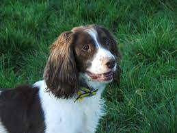 Dogs Trust Bracken Springer Spaniel Puppies Rehoming Dog Adoption