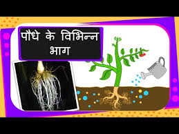 Science Parts Of The Plant Hindi Youtube