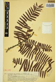 Image result for Brachystegia longifolia