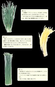 にら 韮 産地 野菜 栄養 機能性 調理