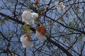 Image result for Gossypium barbadense