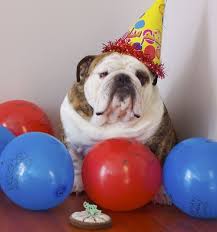We did not find results for: Happy Birthday To Me Bulldog Pics Bulldog Gifts Pet Wipes