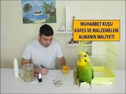 muhabbet kusu kafes almanin maliyeti muhabbet kuslari kus kafesi kusu